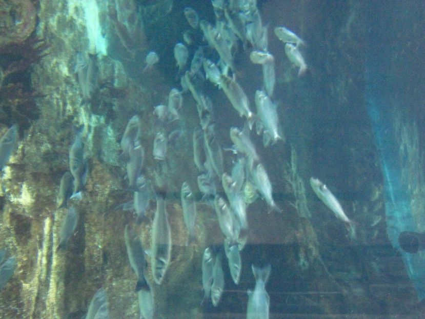 Picture 13550 - Barcelona Alex-John 2