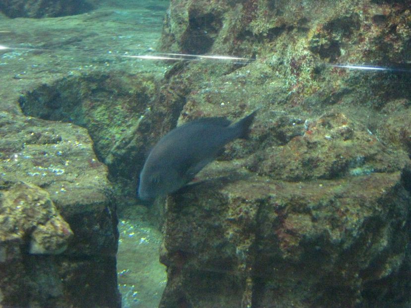 Picture 13552 - Barcelona Alex-John 2