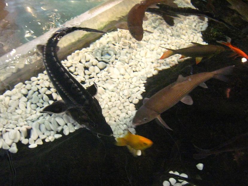 Picture 13581 - Barcelona Alex-John 2