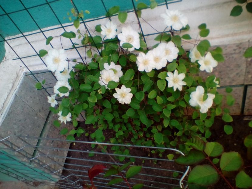 24 04 2020 - Guernsey Cream