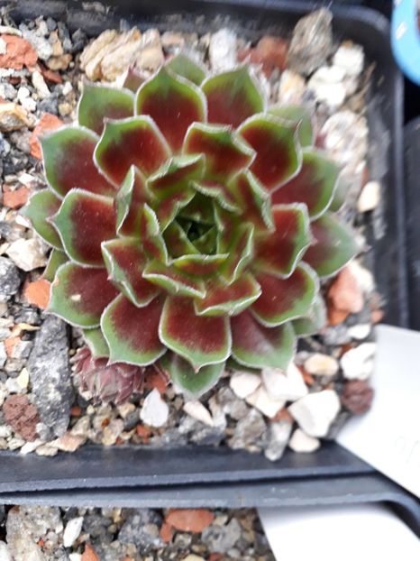  - Sempervivum