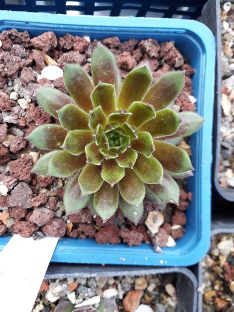  - Sempervivum