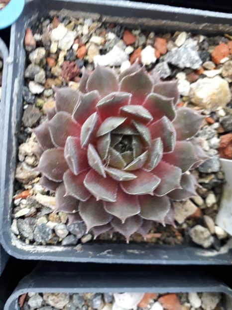  - Sempervivum