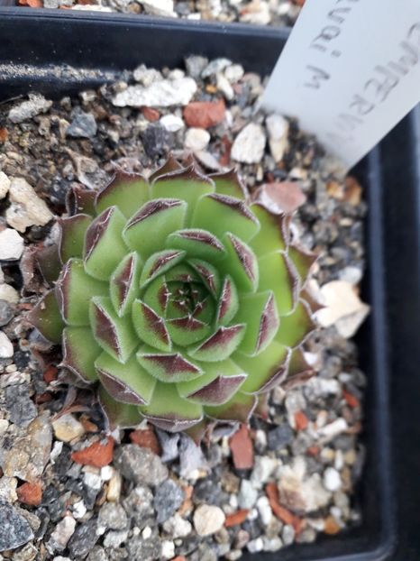  - Sempervivum