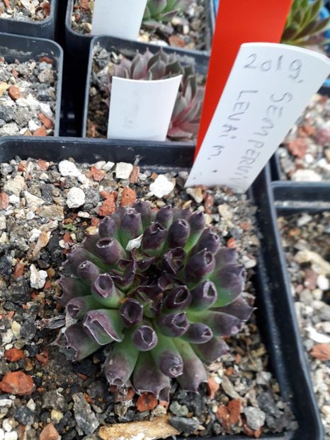  - Sempervivum