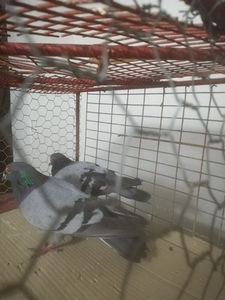  - Achizitii 24 Aprilie 2020