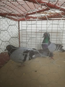  - Achizitii 24 Aprilie 2020