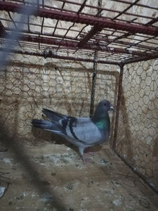  - Achiziții 21 Martie 2020