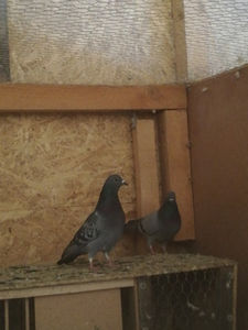  - Achiziții 21 Martie 2020