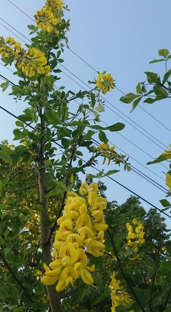 salcam galben - A - A-Gradina de flori 2020