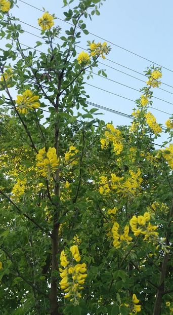  - A - A-Gradina de flori 2020
