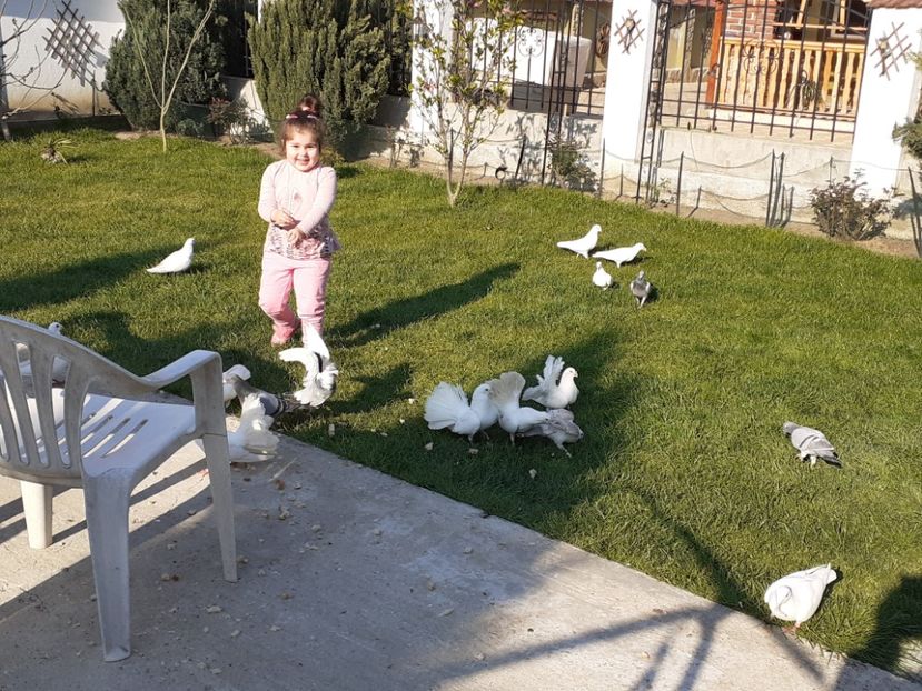  - Porumbei la grămadă în 2020