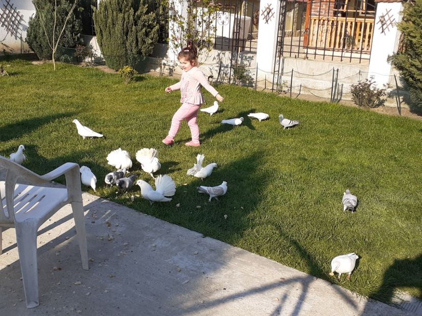  - Porumbei la grămadă în 2020