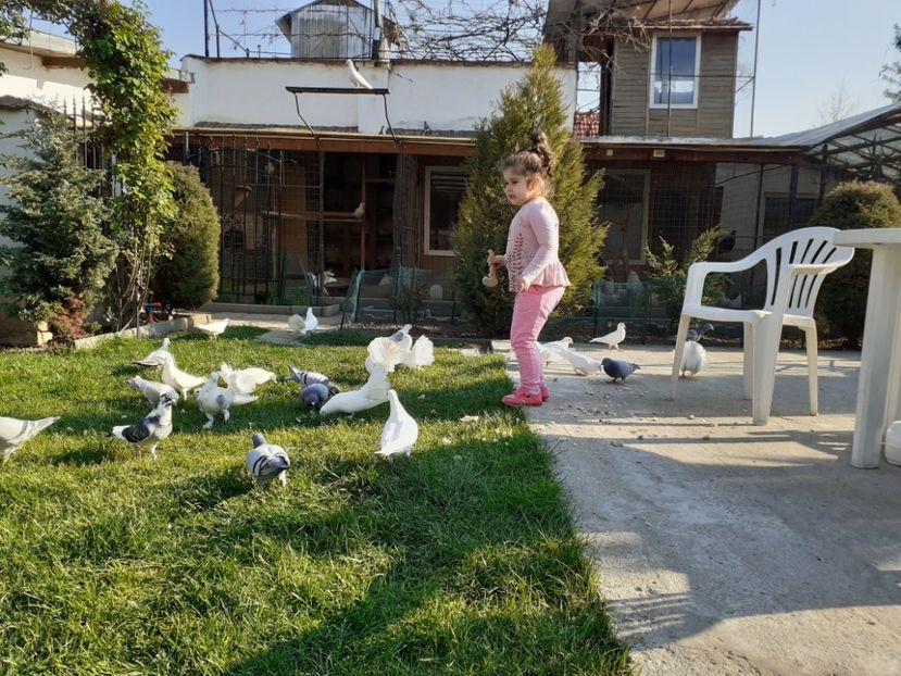  - Porumbei la grămadă în 2020
