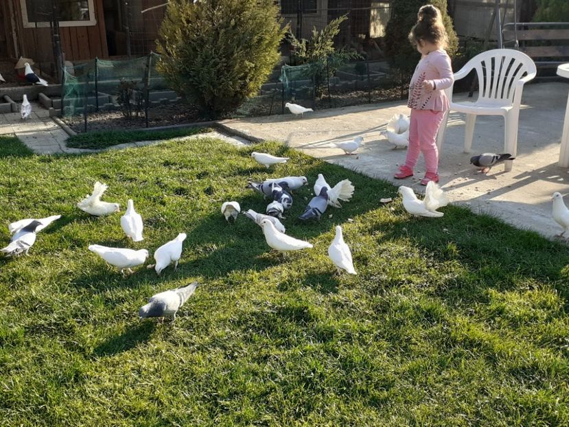  - Porumbei la grămadă în 2020