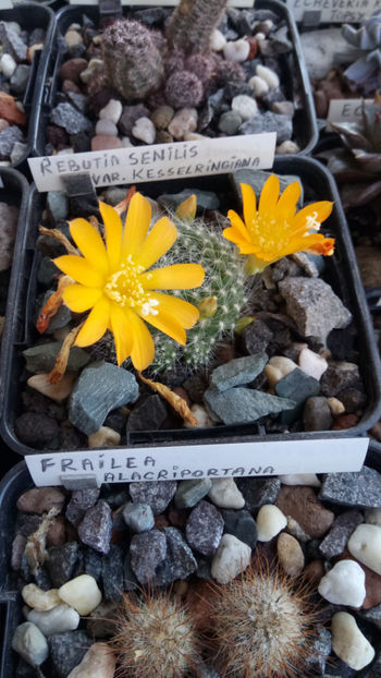 25.04.2020 - Rebutia senilis var kesselringiana