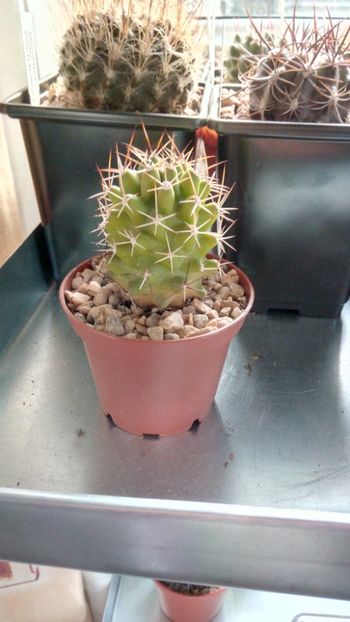 E. flendleri var. kuenzleri - Echinocereus