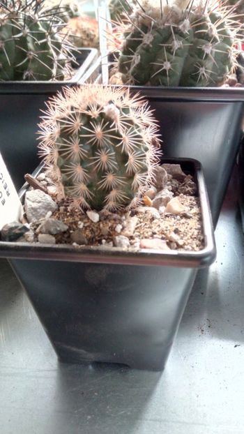 E. reichenbachii - Echinocereus