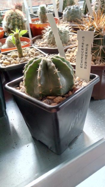 E. subinermis - Echinocereus