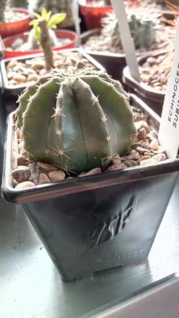 E. subinermis - Echinocereus