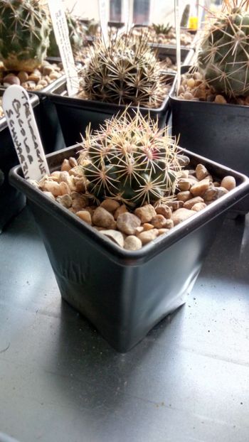 T. bicolor subs schwarzii - Thelocactus