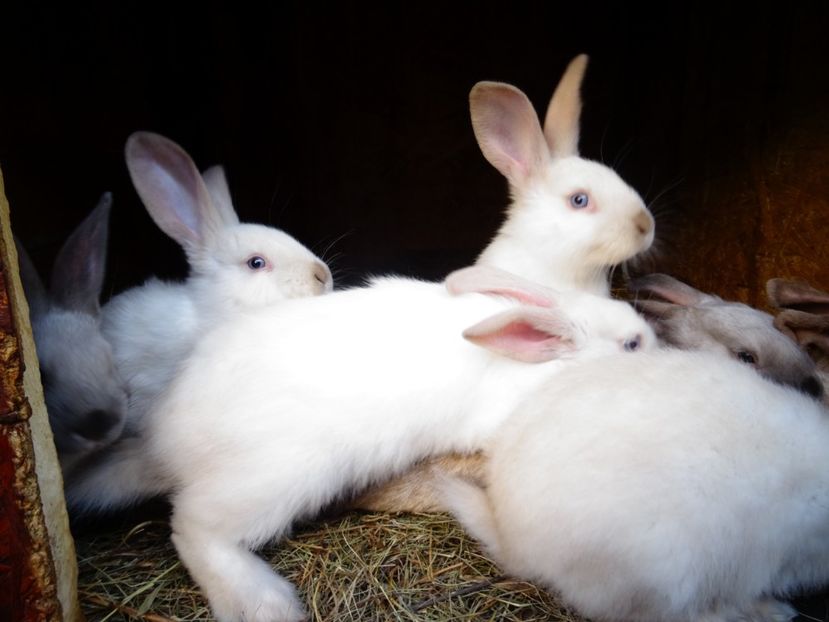  - Patakmenti-Hóstát kis gazdaság