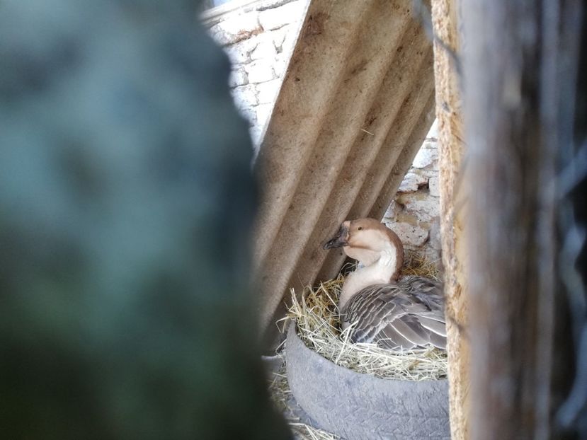  - A2 Gaste africane 2020