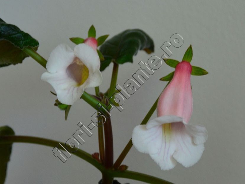Sinningia Luc is Pink cloud - GLOXINIA-SINNINGIA _COLECTIA 2020_2024