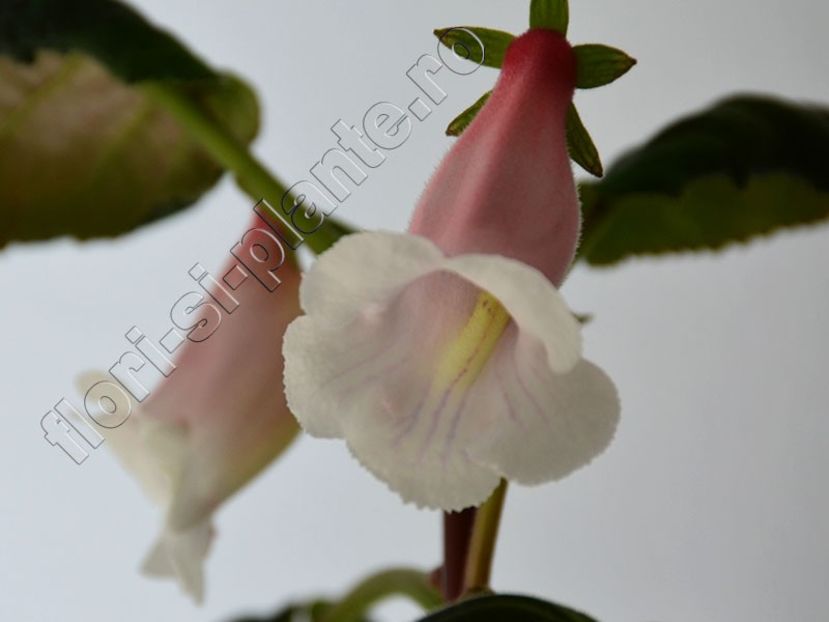 Sinningia Luci s Pink cloud - GLOXINIA-SINNINGIA _COLECTIA 2020_2024