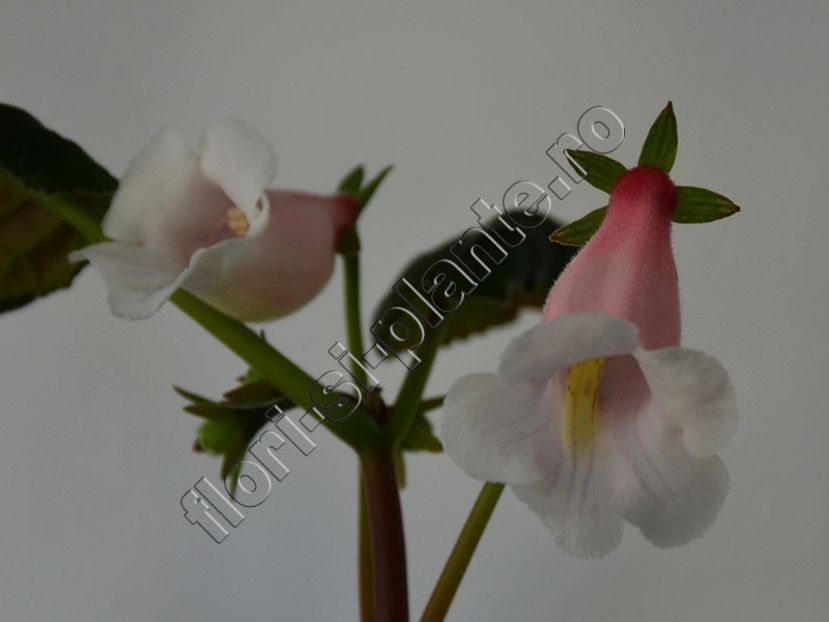 Sinningia Luci s Pink cloud - GLOXINIA-SINNINGIA _COLECTIA 2020_2024