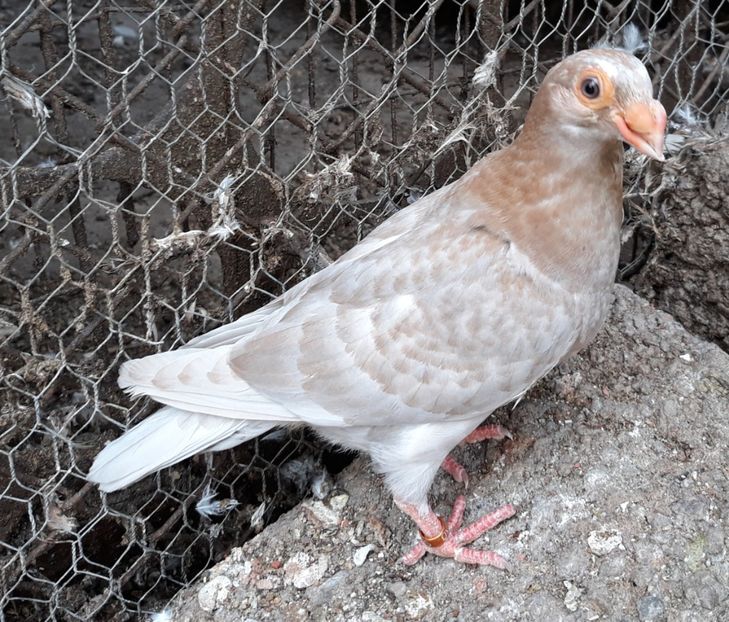  - Indian german 2020