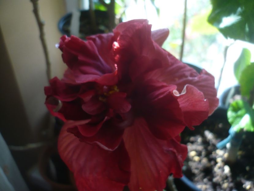 25.04.2020 - HIBISCUSI 2020-1