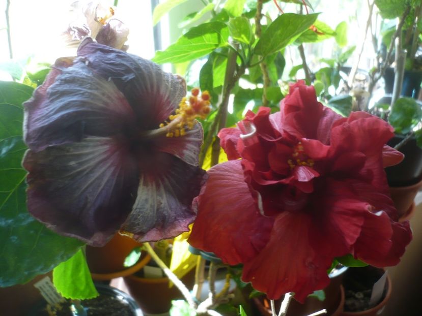 P1430680 - HIBISCUSI 2020-1