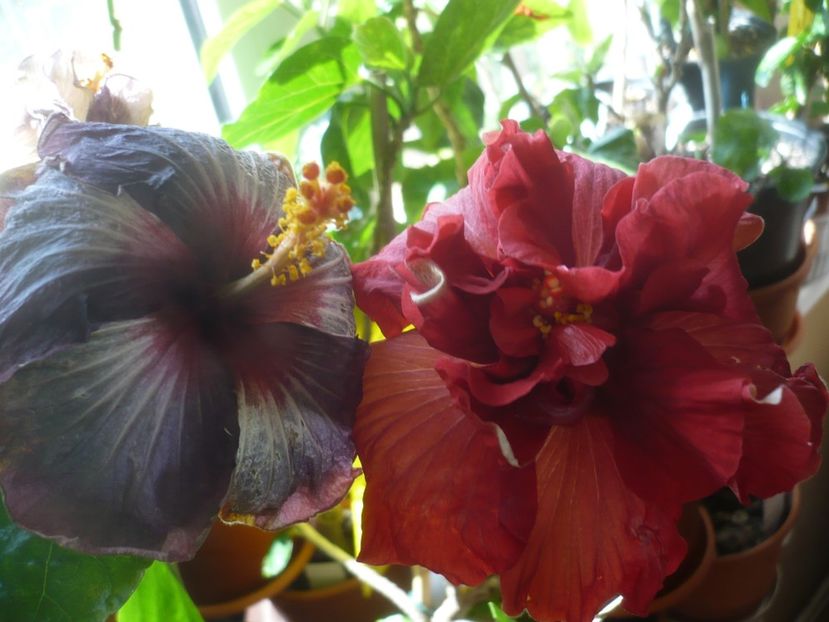 P1430681 - HIBISCUSI 2020-1