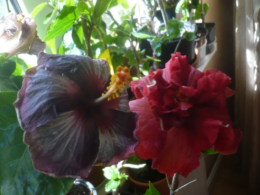 P1430683 - HIBISCUSI 2020-1