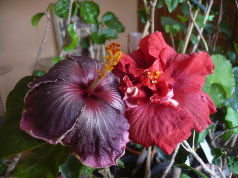 P1430686 - HIBISCUSI 2020-1