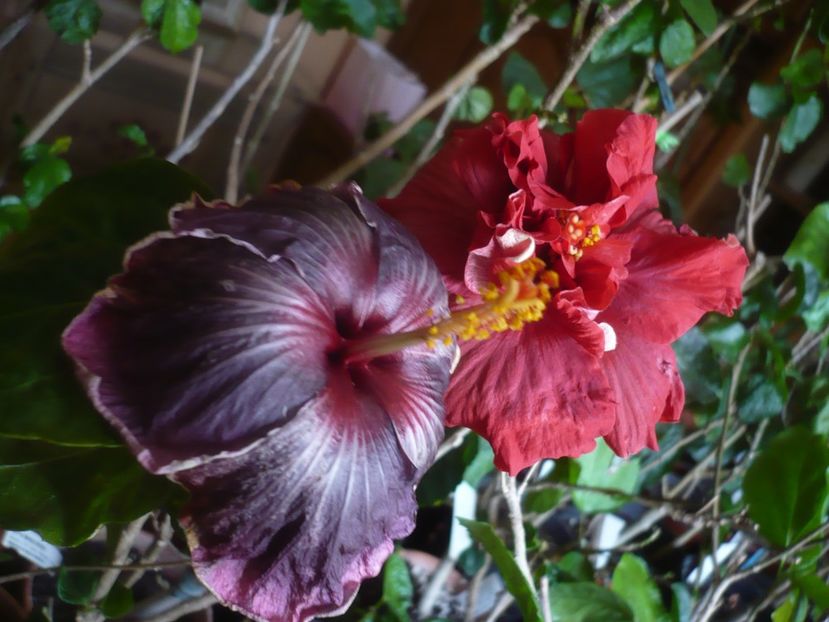 P1430688 - HIBISCUSI 2020-1