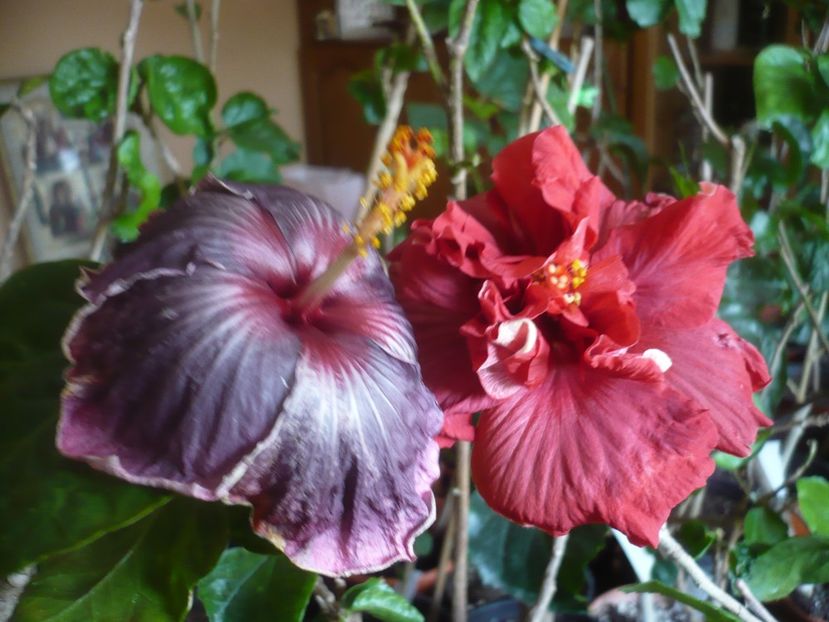 P1430689 - HIBISCUSI 2020-1