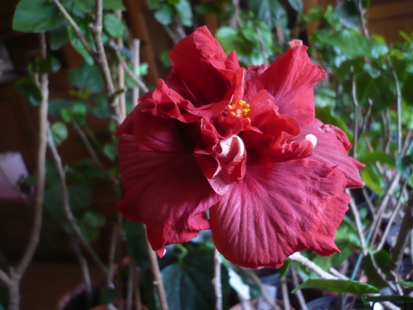 P1430691 - HIBISCUSI 2020-1