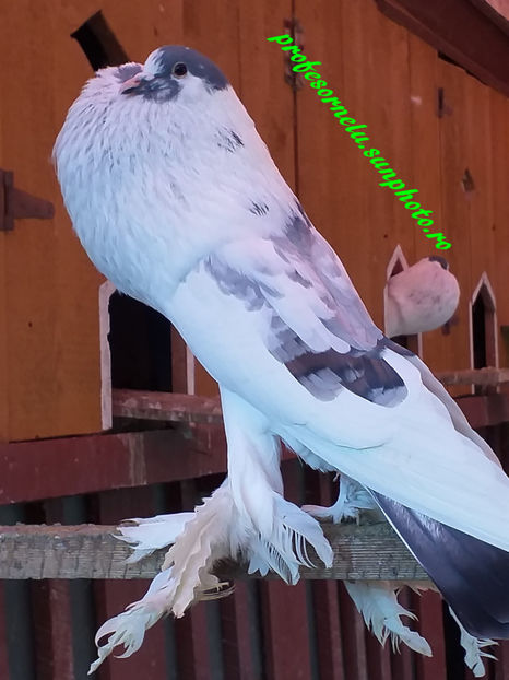 Vândută Petru M - Porumbei VÂNDUȚI