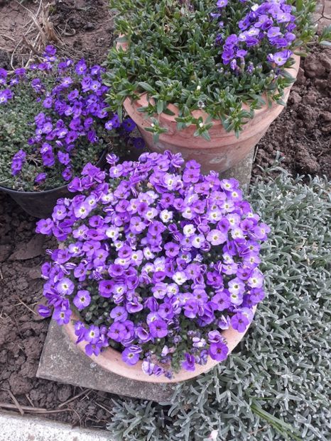  - Flori de grădină-2020