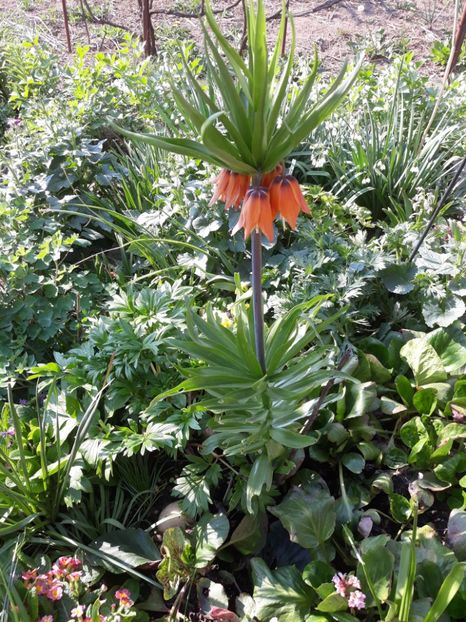  - Flori de grădină-2020