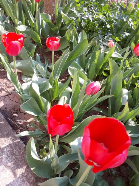  - Flori de grădină-2020