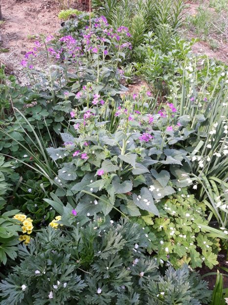  - Flori de grădină-2020