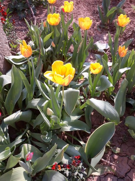  - Flori de grădină-2020