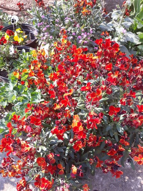  - Flori de grădină-2020