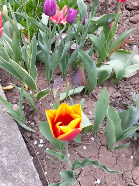  - Flori de grădină-2020