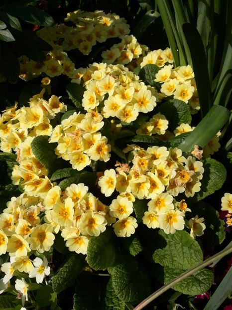  - Flori de grădină-2020