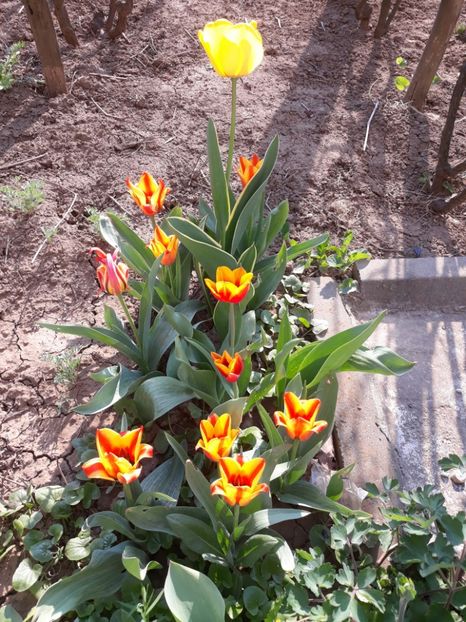  - Flori de grădină-2020