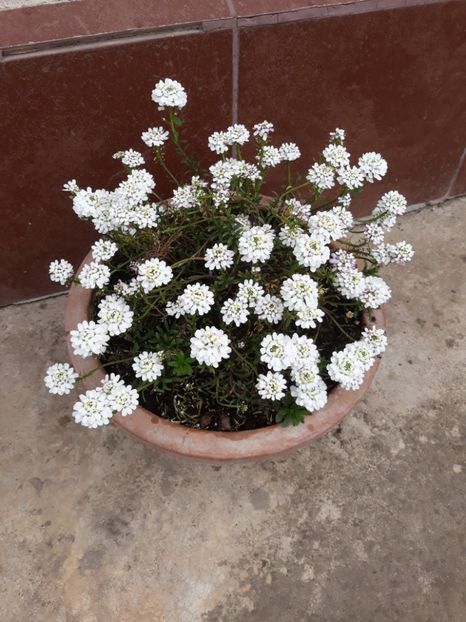  - Flori de grădină-2020